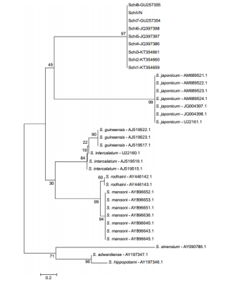Hình bài nhiễm sán Schistosoma